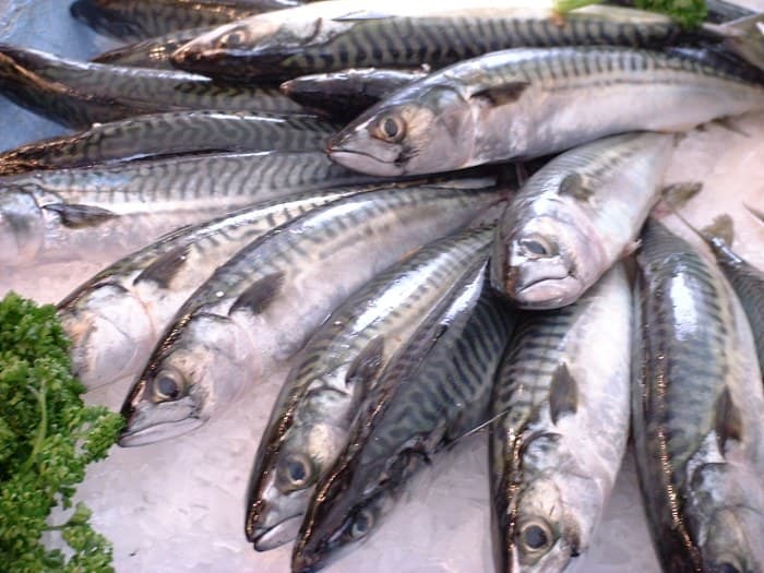 Скумбрия